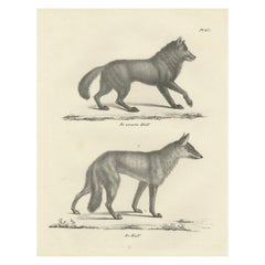 19th-Century Lithograph of the Black Wolf and Grey Wolf in Striking Detail