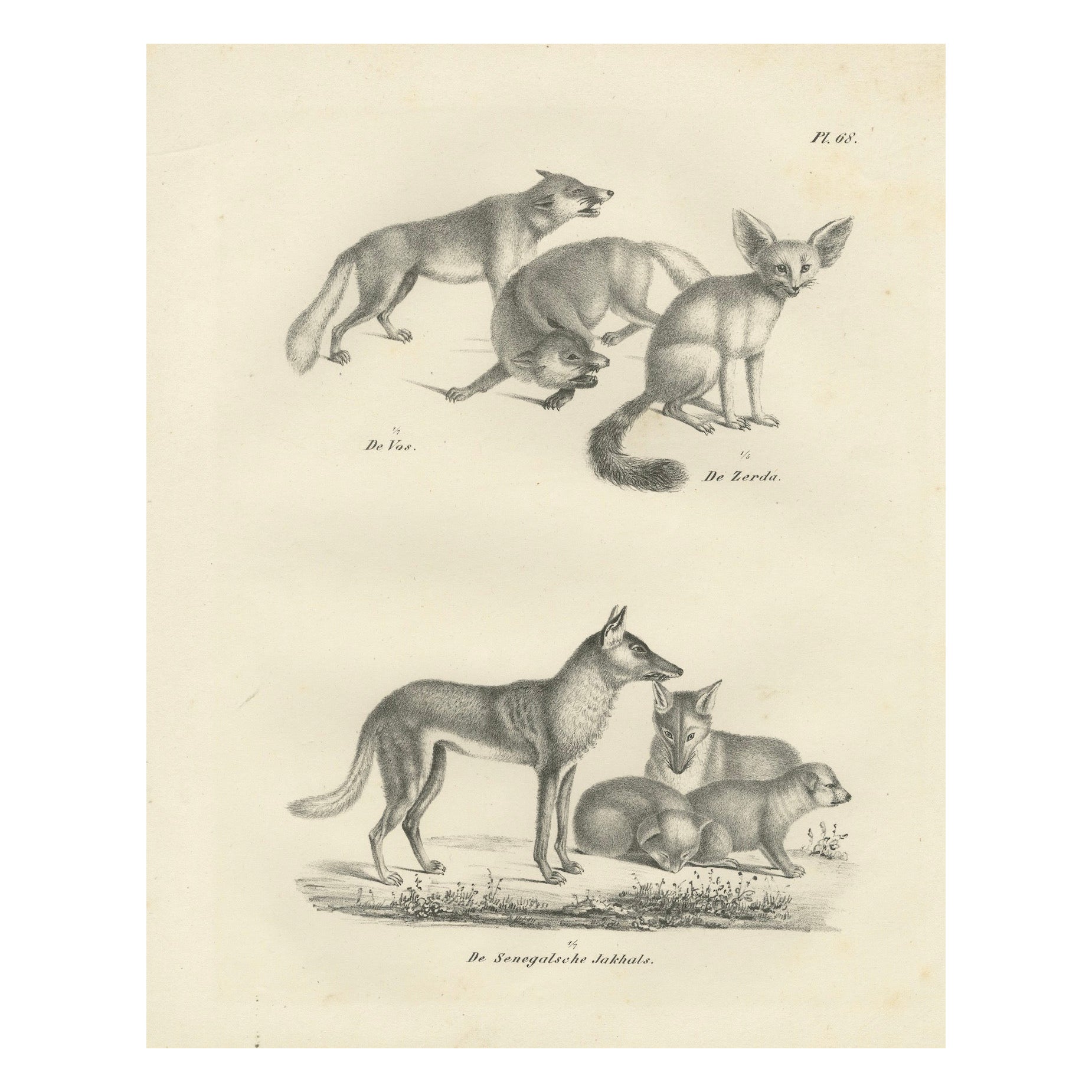 19th-Century Lithograph of Foxes, Fennec Fox, and Senegal Jackal in the Wild