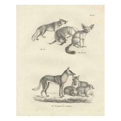 Lithographie von Fuchsen, Fennec-Fuchs und Senegal-Jacke in Wildleder aus dem 19. Jahrhundert