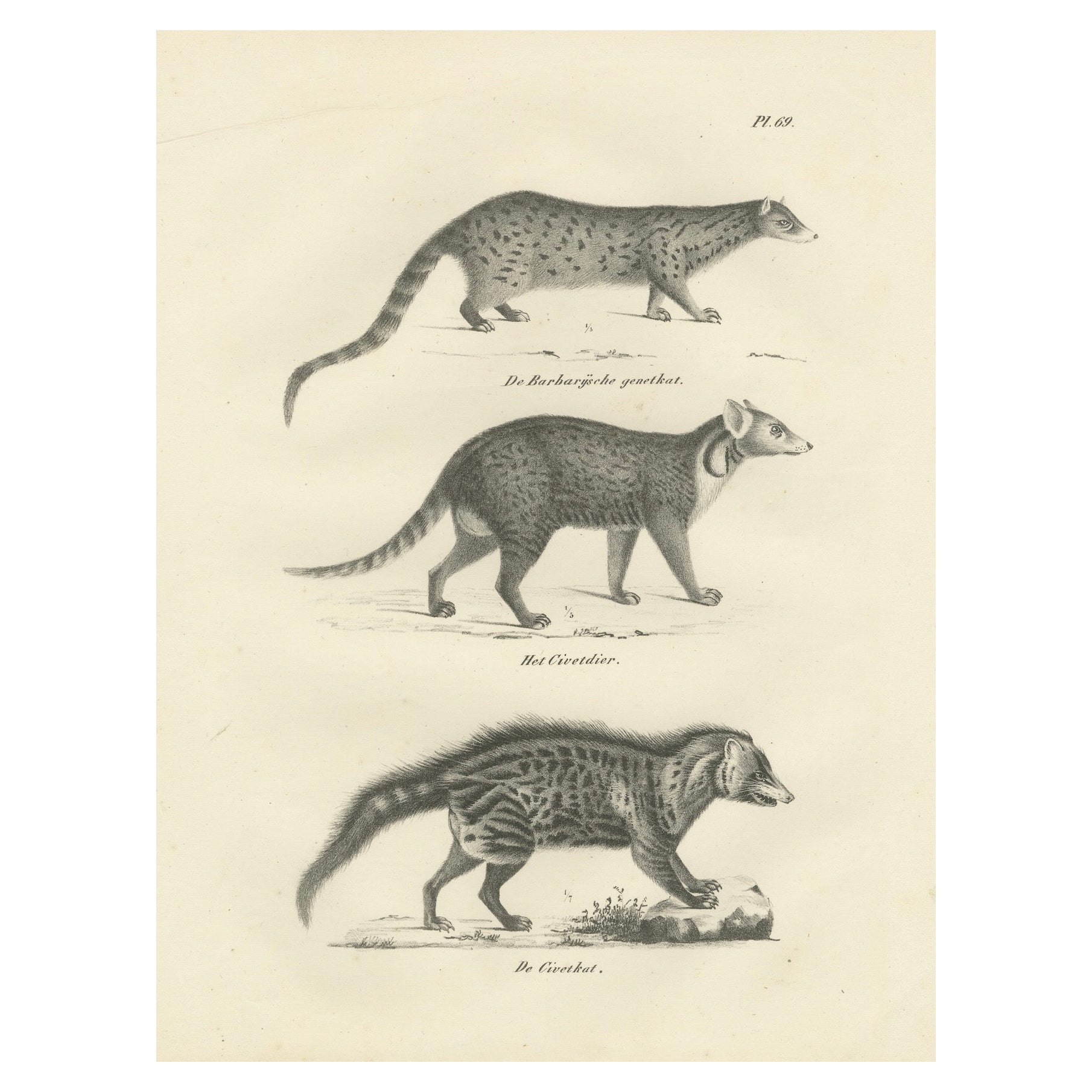 19th-Century Lithograph of the Genet, Civet, and African Civet in Fine Detail For Sale