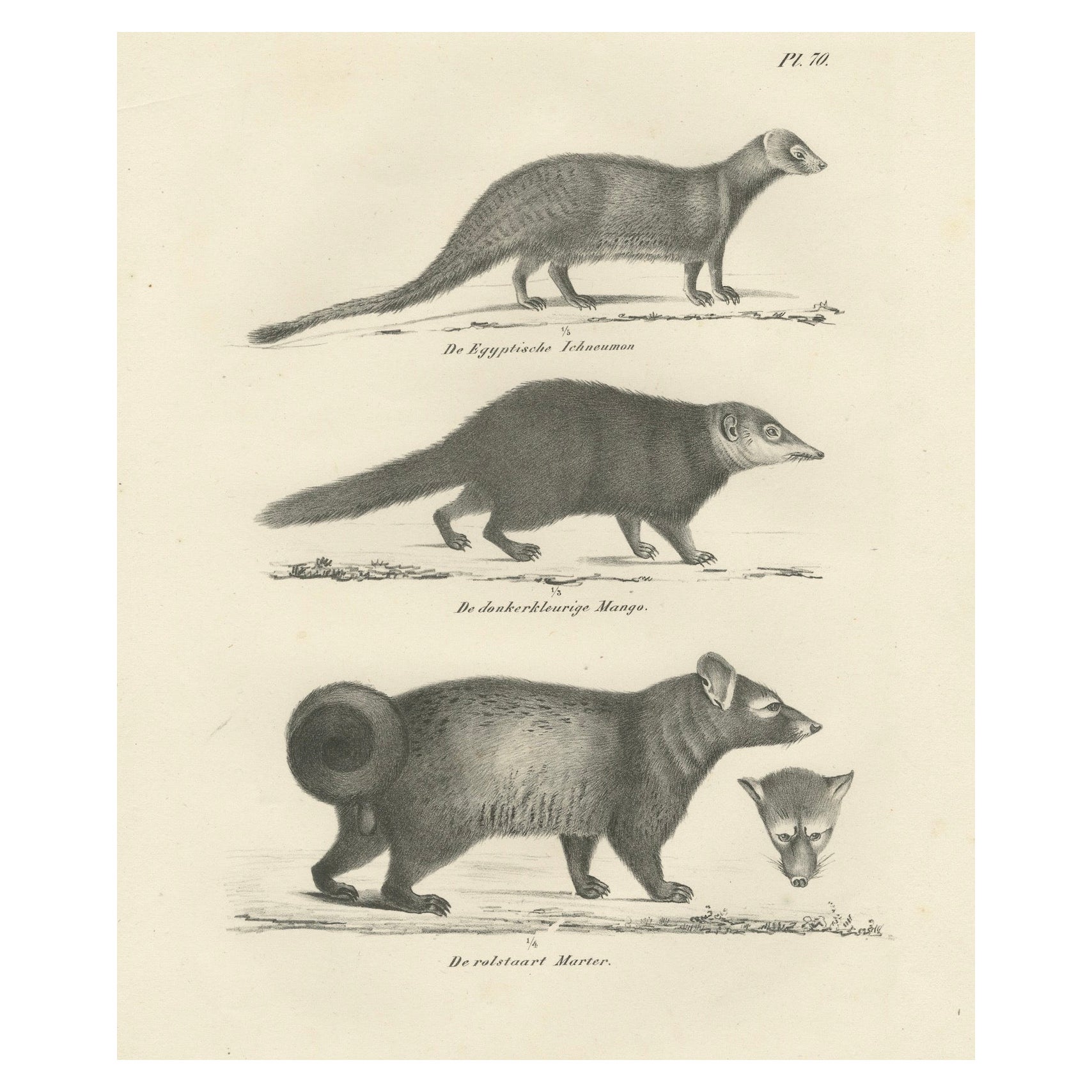 19th-Century Lithograph of Egyptian Mongoose, Dark Mongoose, and Ringtail Marten
