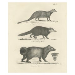 Lithographie der ägyptischen Mongoose des 19. Jahrhunderts, Dunkle Mongoose und Ringschwanz Marten