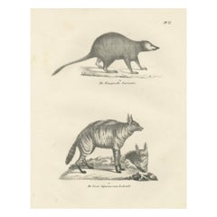 Lithographie des Kap-Erdmännchens und der Lalande-Zibet-Hyäne aus dem 19.