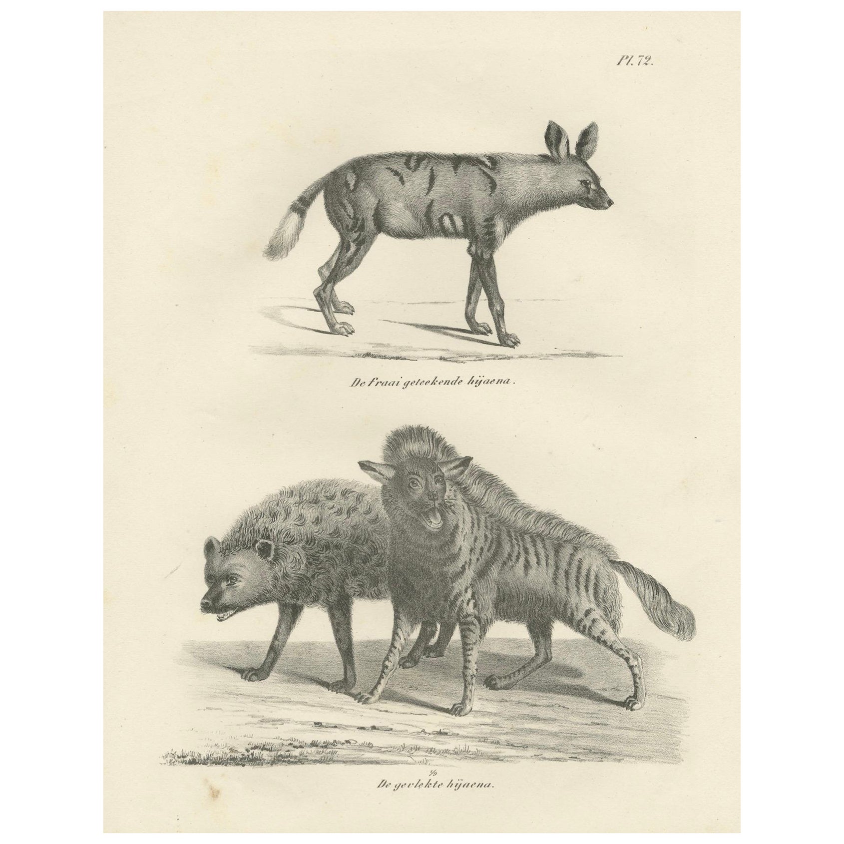 19th-Century Lithograph of the Striped, Spotted, and Brown Hyenas in Detail
