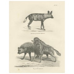 Lithographie der gestreiften, gefleckten und braunen Hyänen im Detail aus dem 19.
