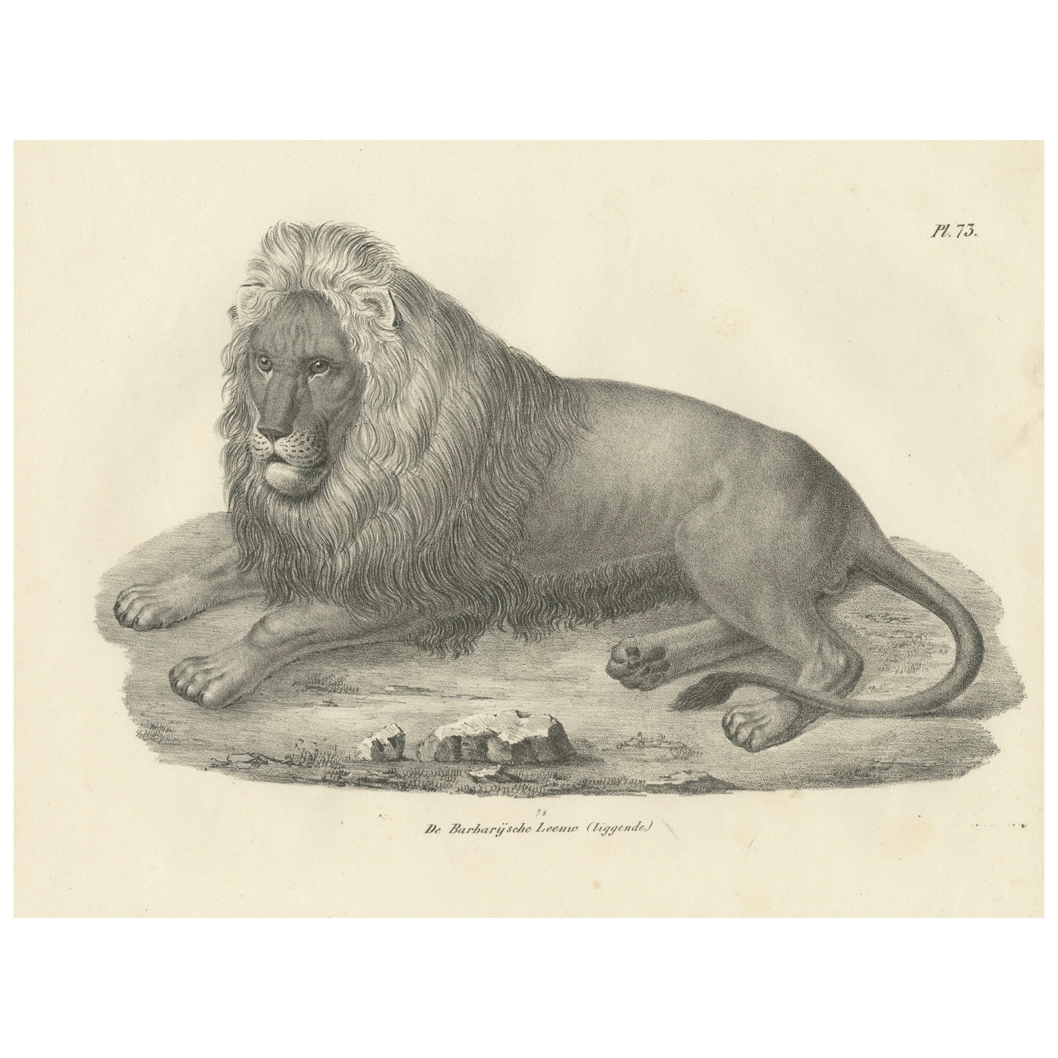 19th-Century Lithograph of the Barbary Lion in a Majestic Reclining Pose