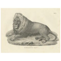 19th-Century Lithograph of the Barbary Lion in a Majestic Reclining Pose