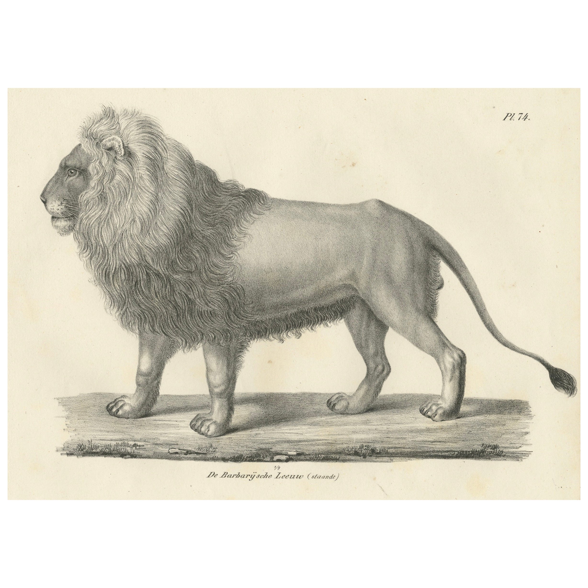 19th-Century Lithograph of the Majestic Barbary Lion Standing in Profile