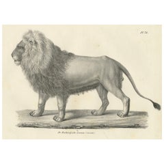 Lithographie des majestätischen Berberlöwen im Profil, 19. Jahrhundert