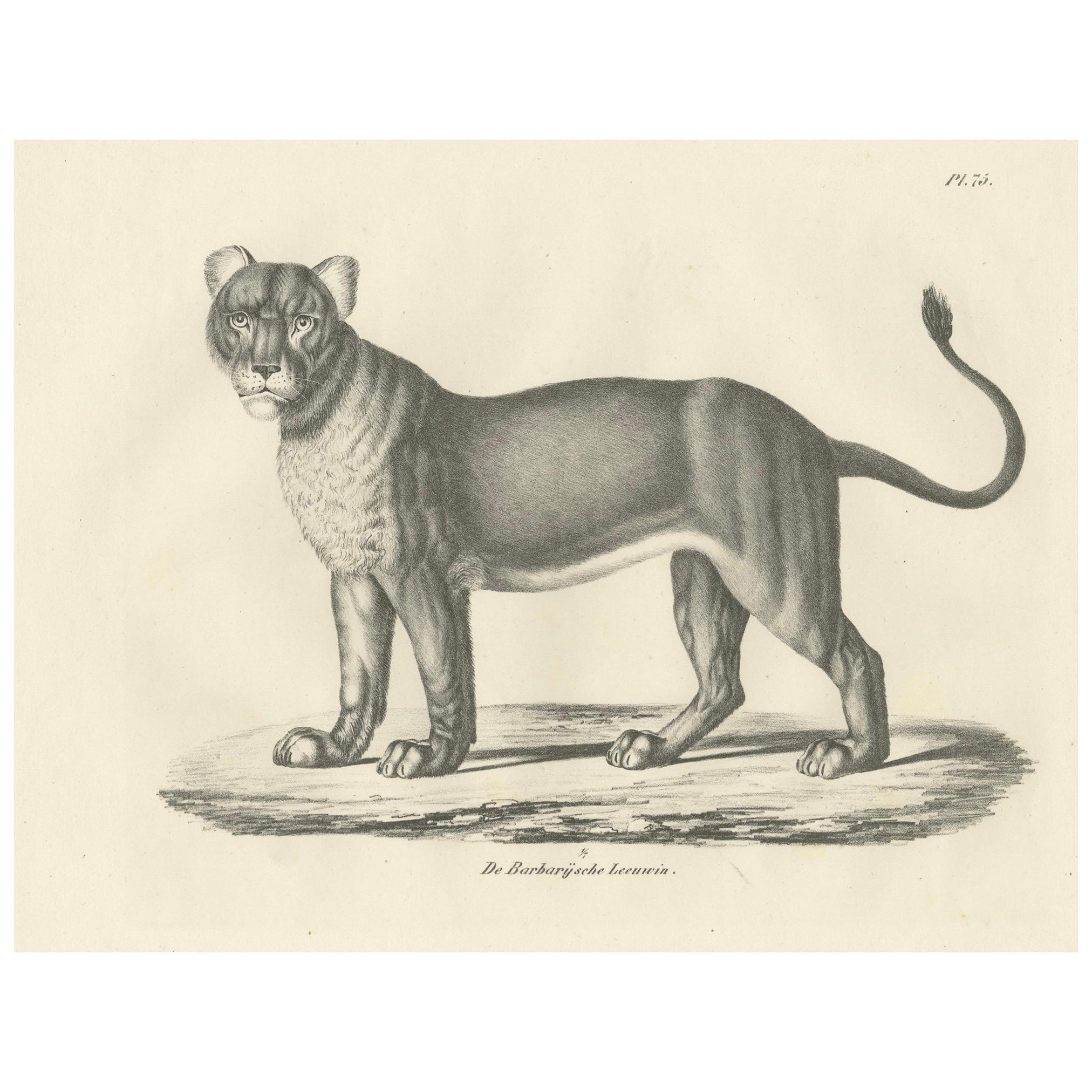 19th-Century Lithograph of the Barbary Lioness in a Powerful Standing Pose