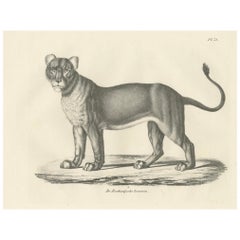 19th-Century Lithograph of the Barbary Lioness in a Powerful Standing Pose