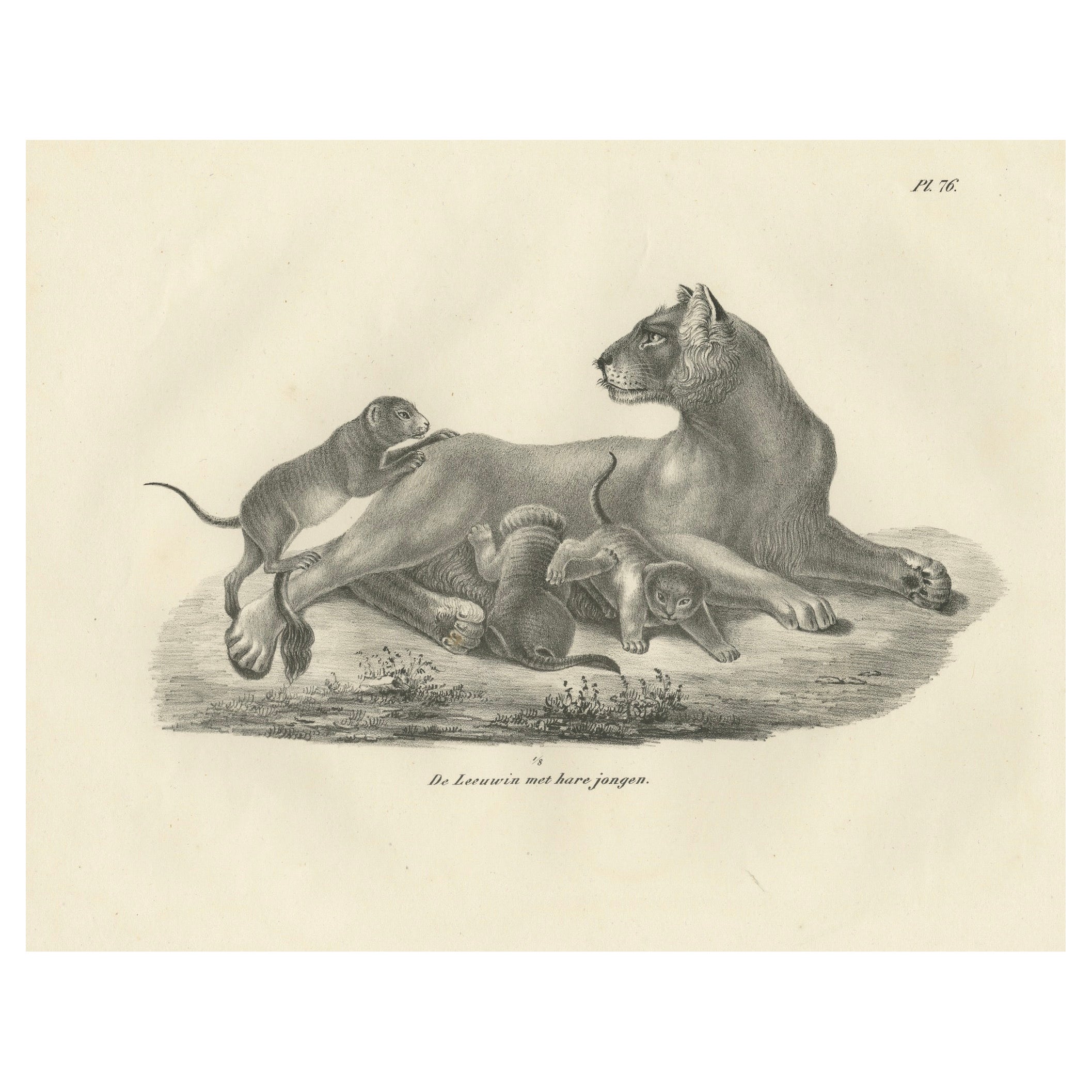 19th-Century Lithograph of a Lioness with Her Playful Cubs in the Wild