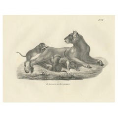 Litografía del siglo XIX de una leona con sus cachorros juguetones en libertad