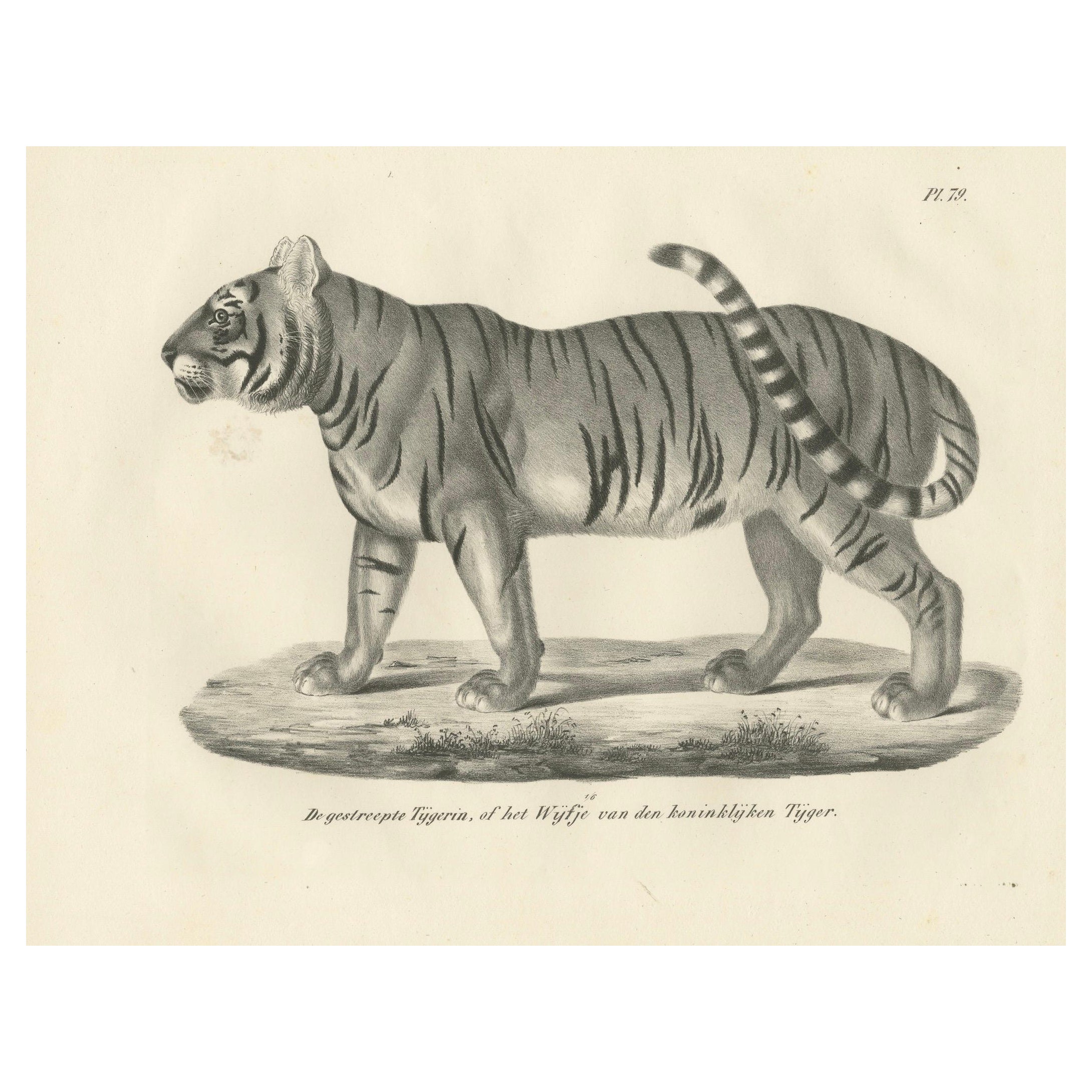 Litografia del XIX secolo raffigurante la Tigre striata, compagna della Tigre reale