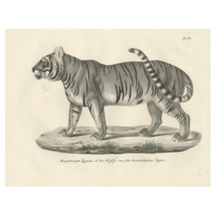 Litografia del XIX secolo raffigurante la Tigre striata, compagna della Tigre reale