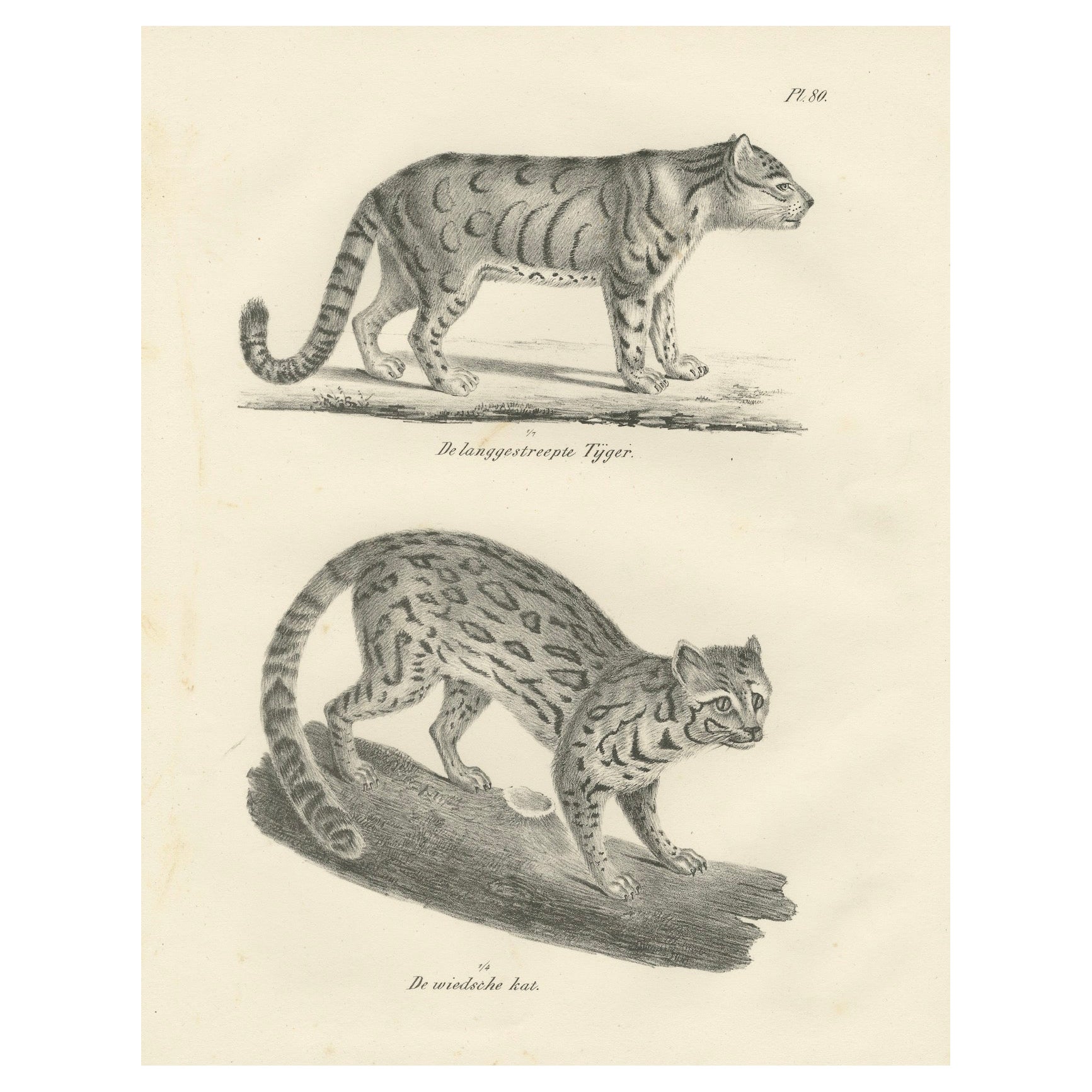 19th-Century Lithograph of the Long-Striped Tiger and Wild Asian Cat