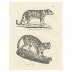 Lithographie des 19. Jahrhunderts mit dem lang gestreiften Tiger und der wilden asiatischen Katze