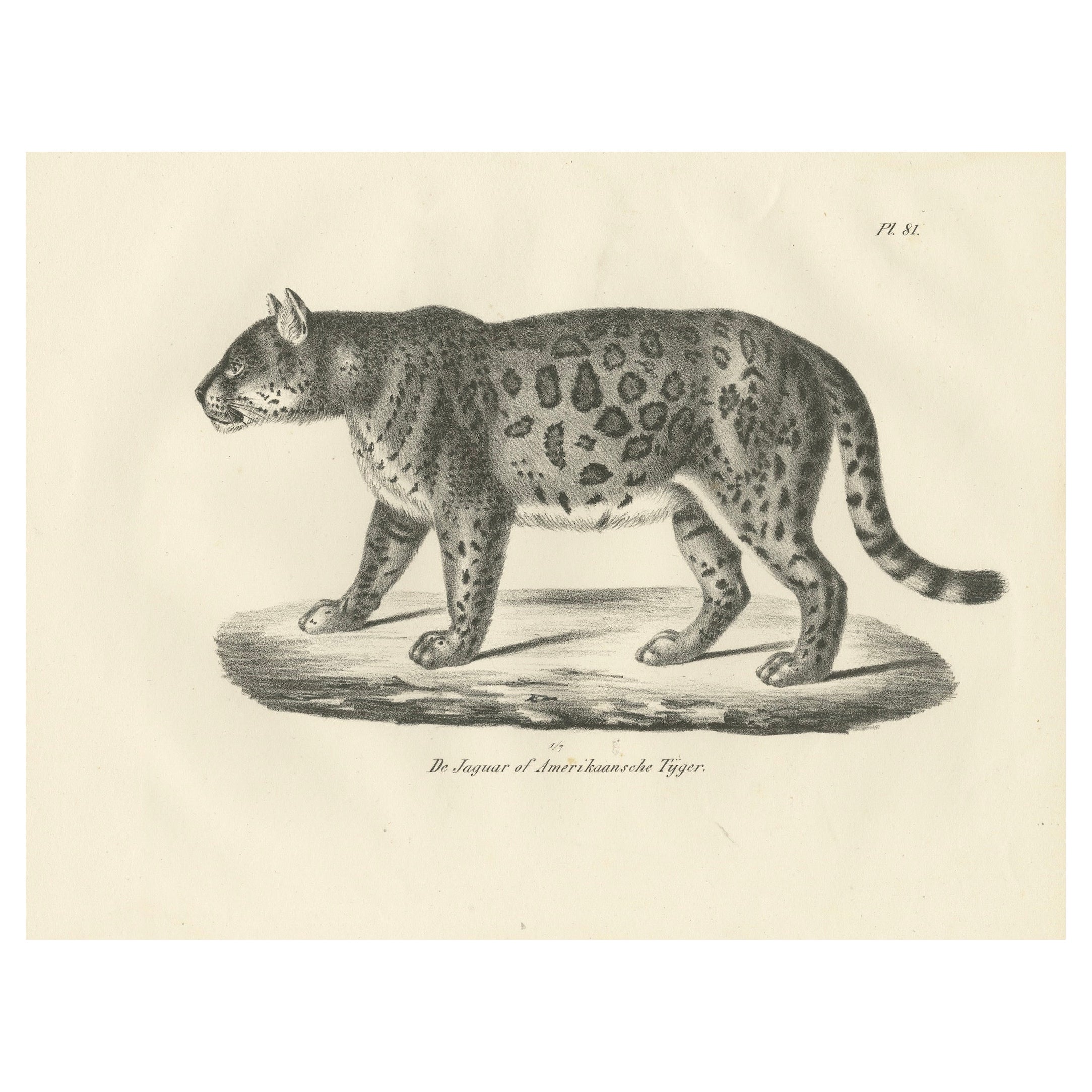 Lithographie des Jaguars aus dem 19. Jahrhundert, auch bekannt als der amerikanische Tiger im Angebot