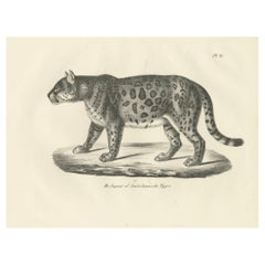 Antique 19th-Century Lithograph of the Jaguar, Also Known as the American Tiger