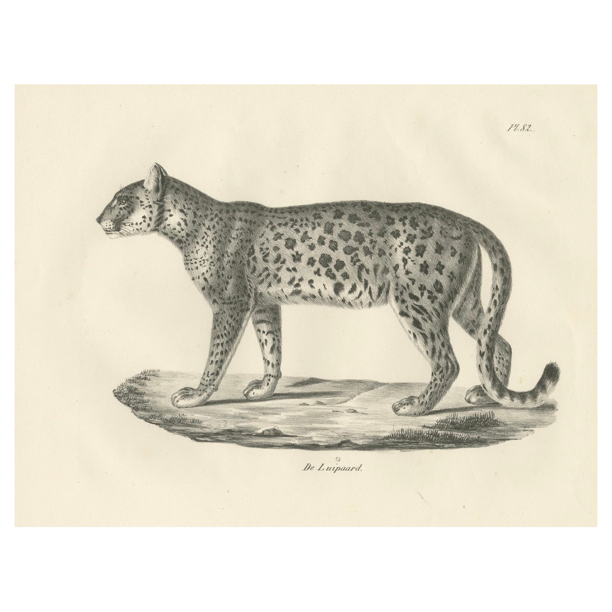 19th-Century Lithograph of the Leopard in a Graceful Standing Pose