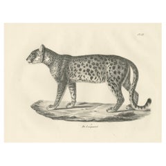 Litografía del siglo XIX del leopardo en una grácil postura de pie