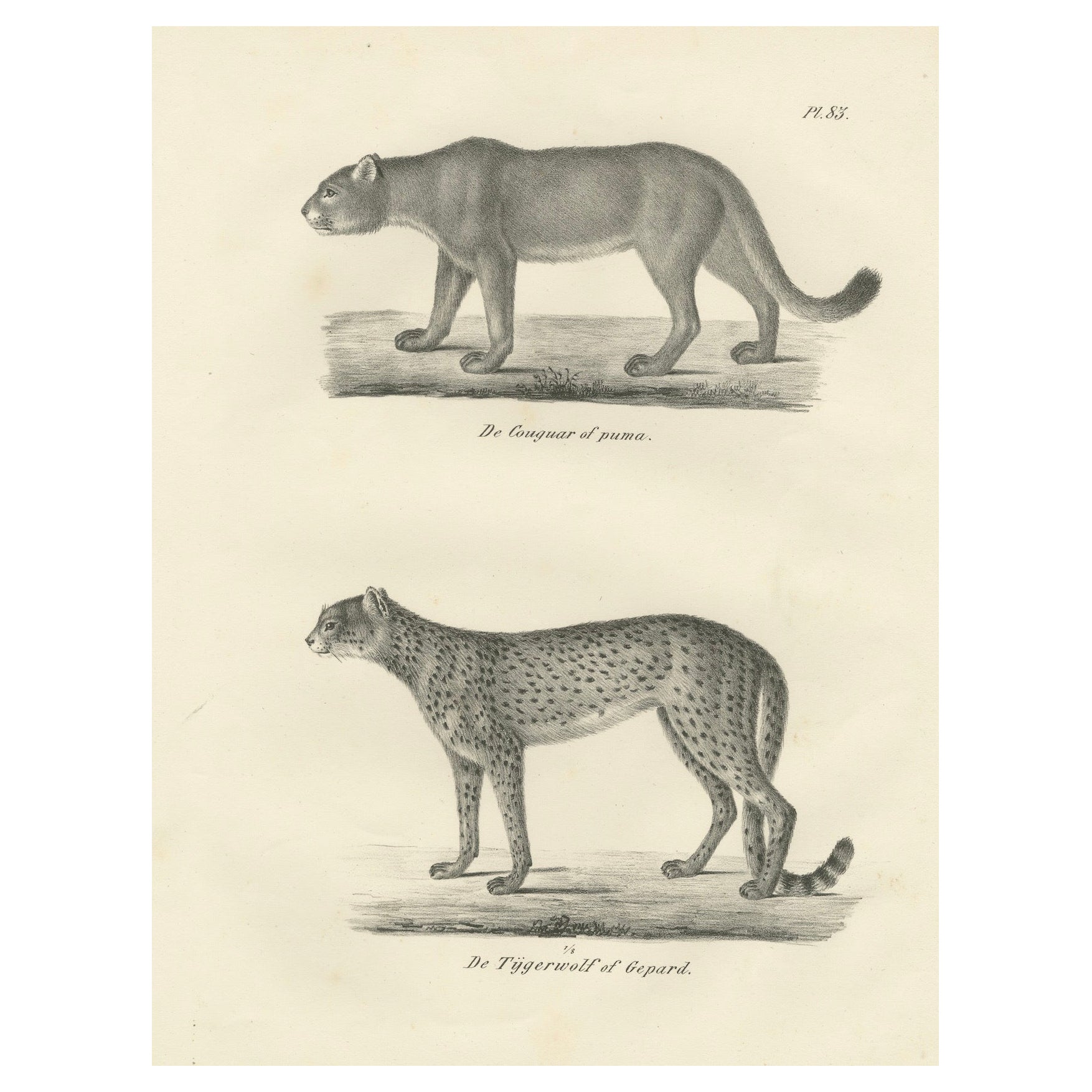 Lithographie aus dem 19. Jahrhundert mit Puma und Gepard in anmutiger Haltung im Angebot