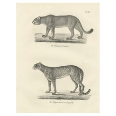 Lithographie aus dem 19. Jahrhundert mit Puma und Gepard in anmutiger Haltung