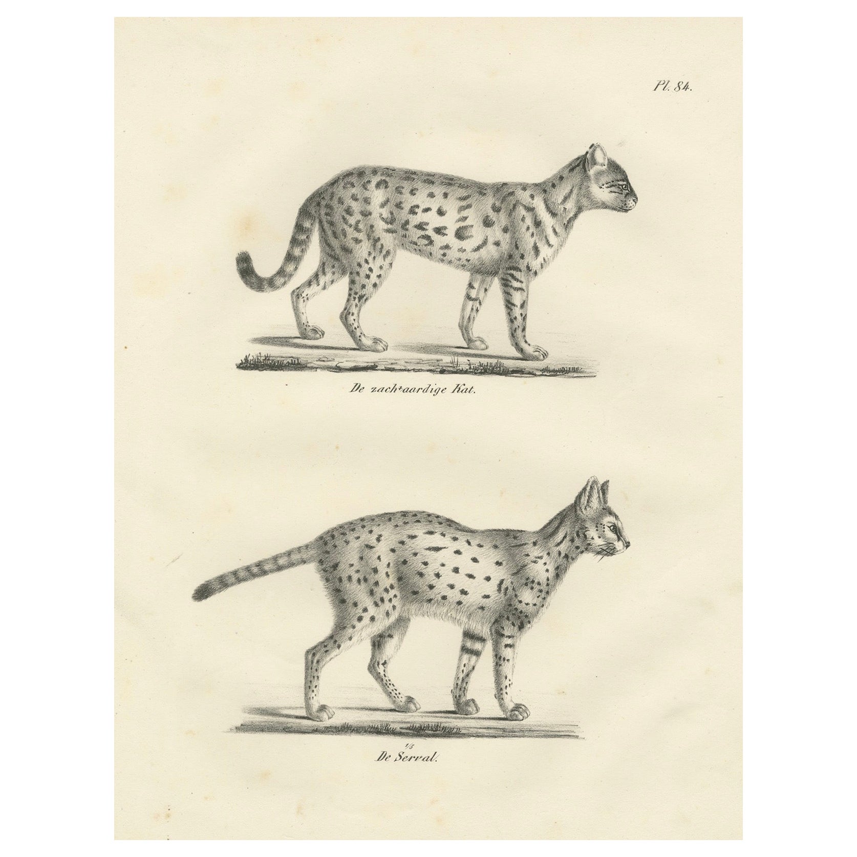 19th-Century Lithograph of the Gentle Cat and the Serval in Elegant Poses