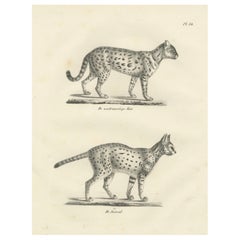 Lithographie aus dem 19. Jahrhundert mit der sanften Katze und dem Serval in eleganten Posen