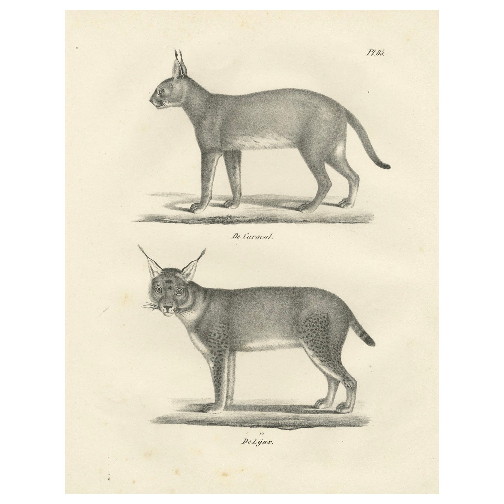 19th-Century Lithograph of the Caracal and Lynx in Striking Profiles