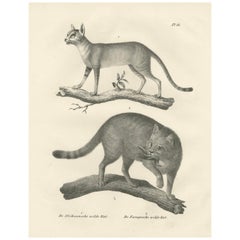 Lithographie aus dem 19. Jahrhundert mit afrikanischen und europäischen Wildkatzen in natürlicher Pose
