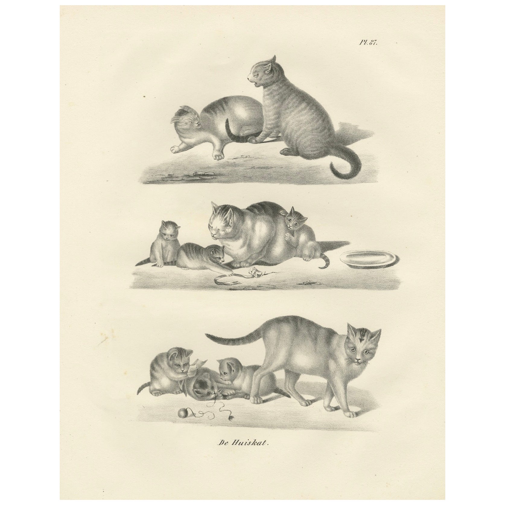 19th-Century Lithograph of Domestic Cats in Playful and Nurturing Scenes