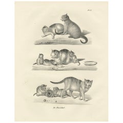 Lithografie von Hauskatzen in spielerischen und pflegenden Szenen aus dem 19. Jahrhundert
