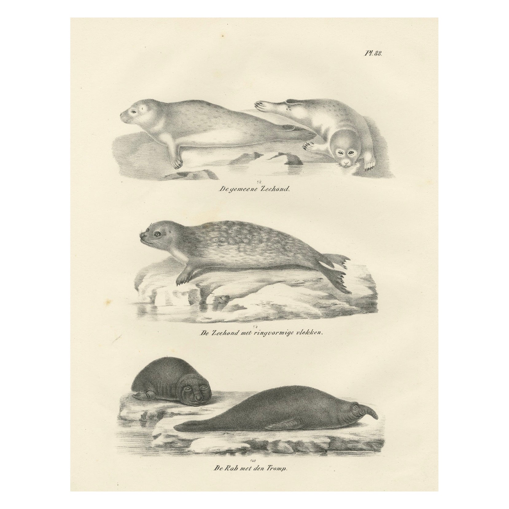 Lithographie du XIXe siècle représentant des phoques et des éléphants de mer dans l'habitat arctique et marin