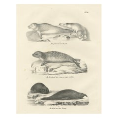 Lithographie von Siegeln und Elefantensiegeln aus dem 19. Jahrhundert in Arctic and Marine Habitat