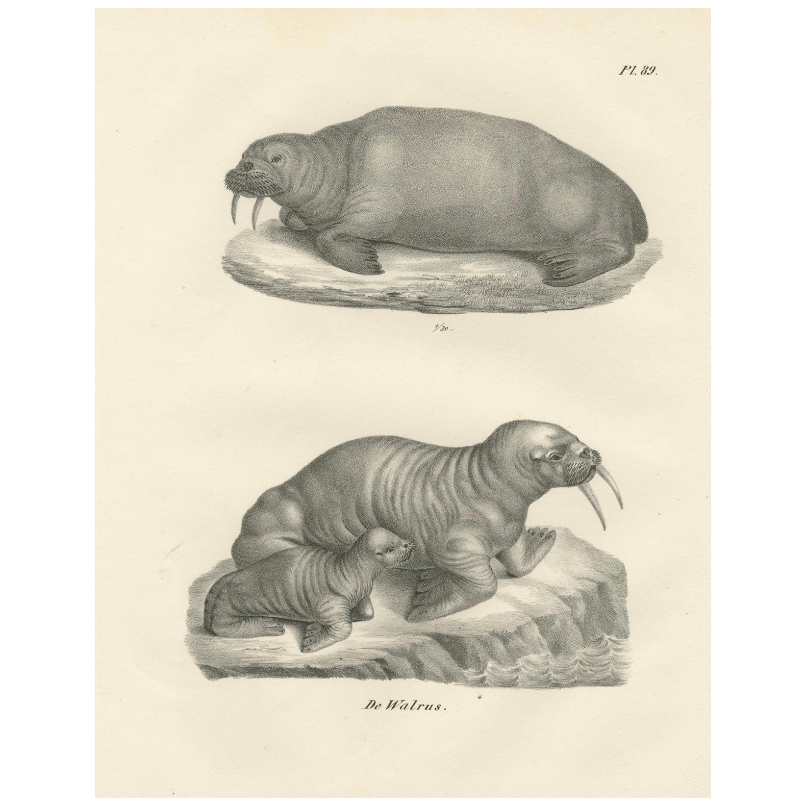 Lithographie du XIXe siècle représentant des morses dans leur habitat arctique avec illustration d'un baleineau en vente