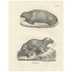 Antique 19th-Century Lithograph of Walruses in Arctic Habitat with Calf Illustration