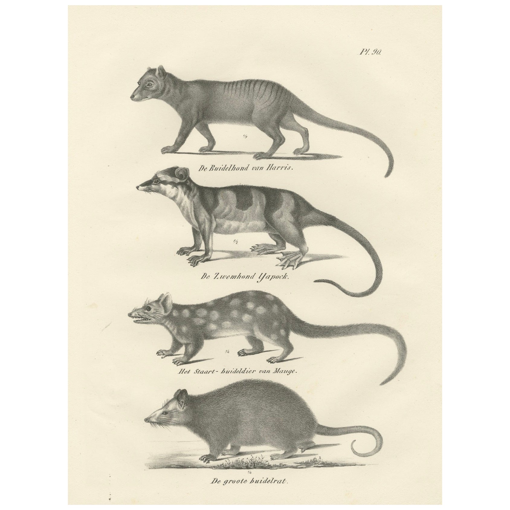 Rare lithographie du XIXe siècle représentant des marsupiaux, dont le Thylacine et le Yapok en vente