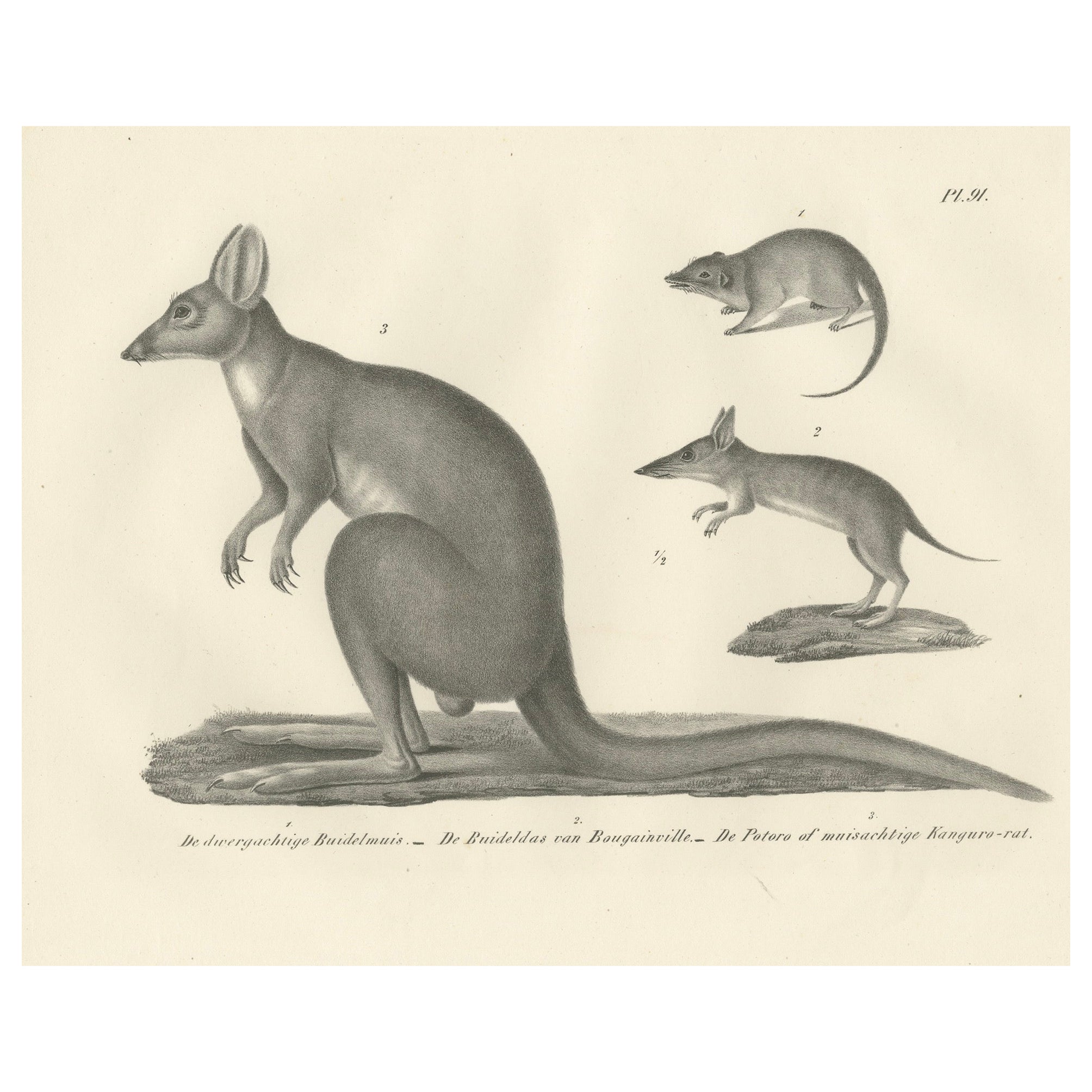 Rare lithographie de Marsupials montrant le potoroo et le rat Kangourou du 19e siècle
