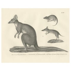 Antique Rare 19th-Century Lithograph of Marsupials Showing the Potoroo and Kangaroo Rat