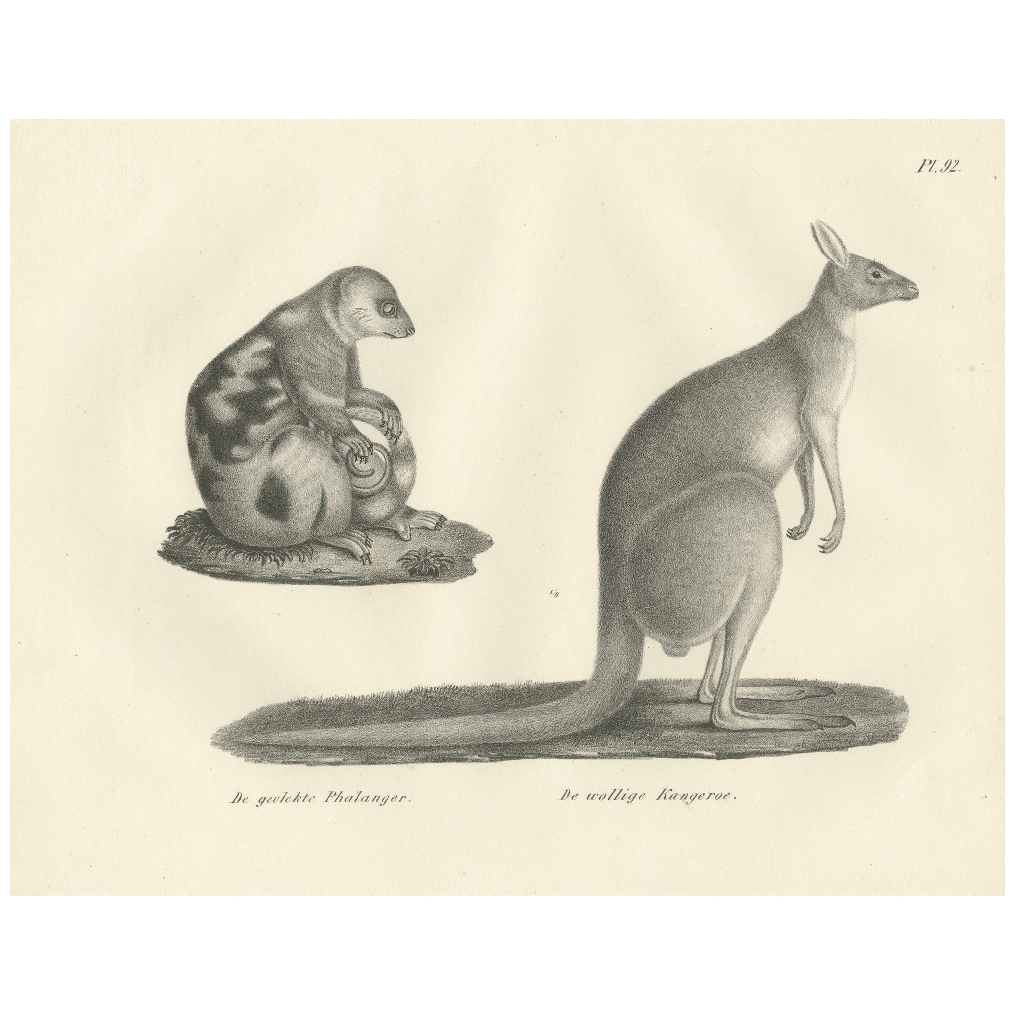 Lithographie du 19e siècle représentant un phalanger tacheté et un kangourou laineux d'Australie