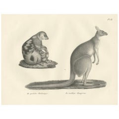 Antique 19th-Century Lithograph of a Spotted Phalanger and Woolly Kangaroo of Australia