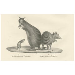 Lithographie eines rostfarbenen Phalangers und gestreiften Kangaroos aus dem 19. Jahrhundert