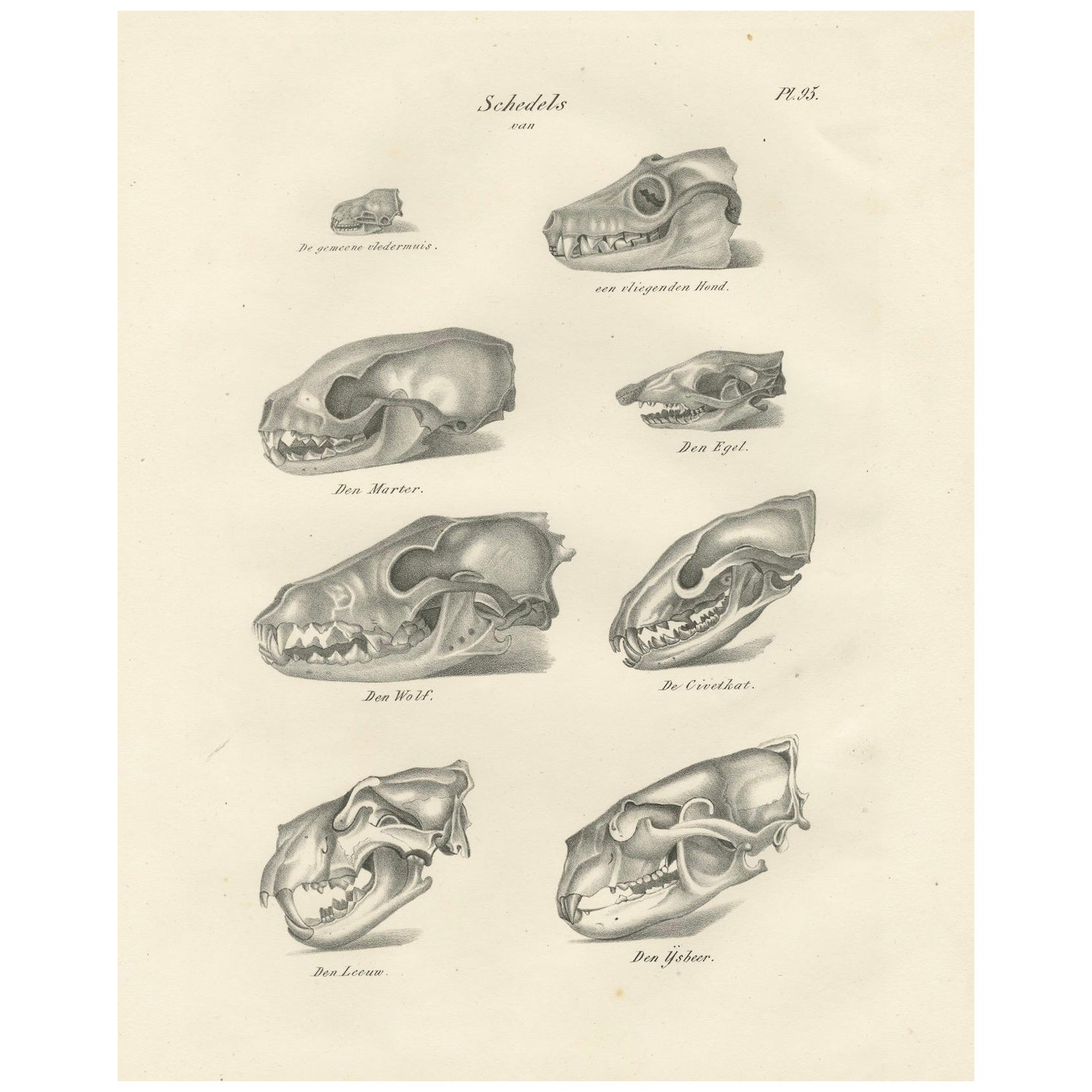 19th-Century Scientific Lithograph of Animal Skulls: Lion, Wolf, Bat and more For Sale