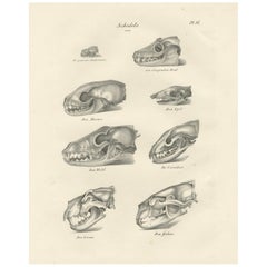 Antique 19th-Century Scientific Lithograph of Animal Skulls: Lion, Wolf, Bat and more