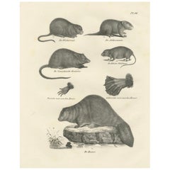 Zoologische Lithographie von Bienen, Muskrats und Feldweide aus dem 19. Jahrhundert