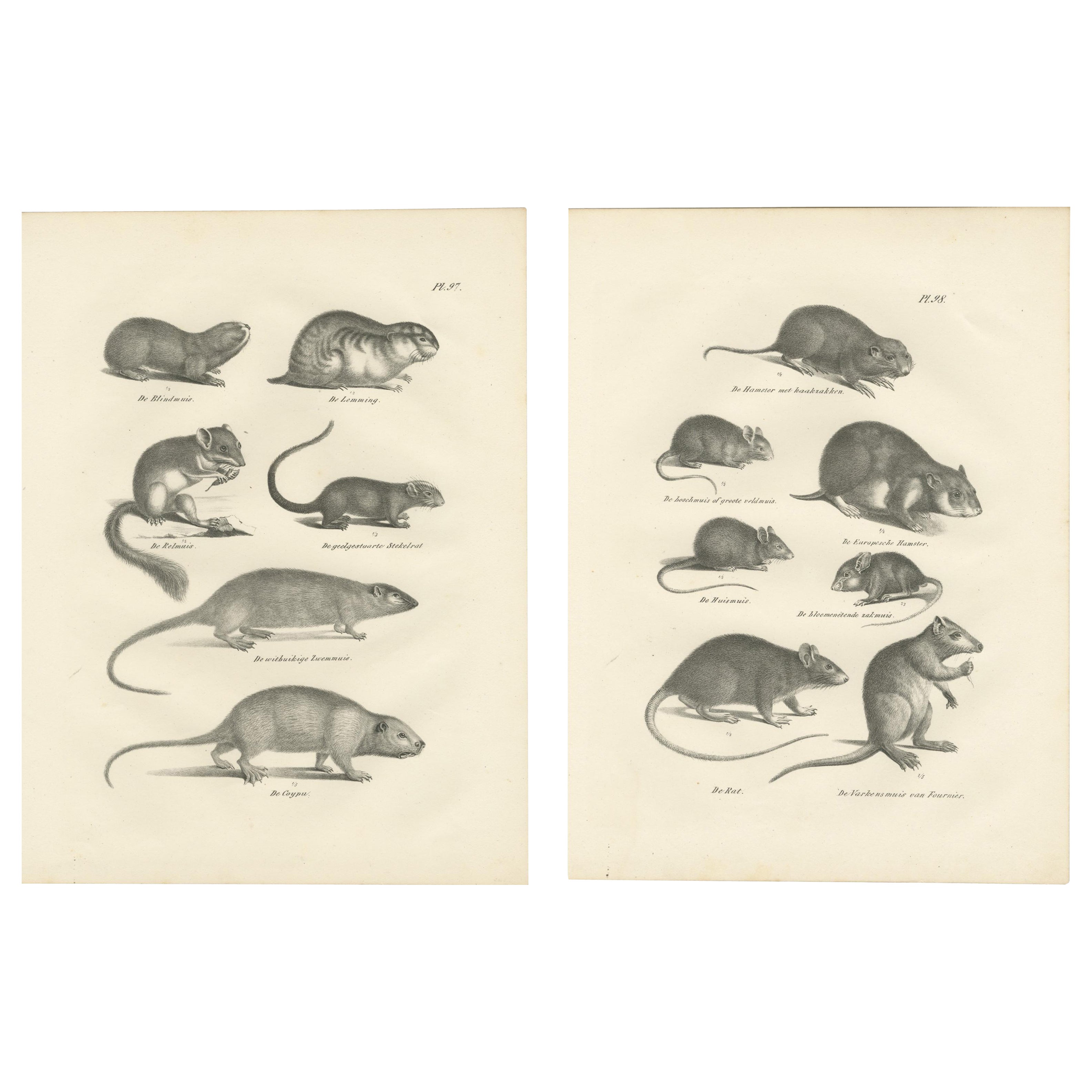 19th-Century Engravings of Rodents and Small Mammals by Dutch Naturalists For Sale