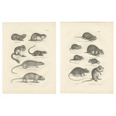 Antique 19th-Century Engravings of Rodents and Small Mammals by Dutch Naturalists