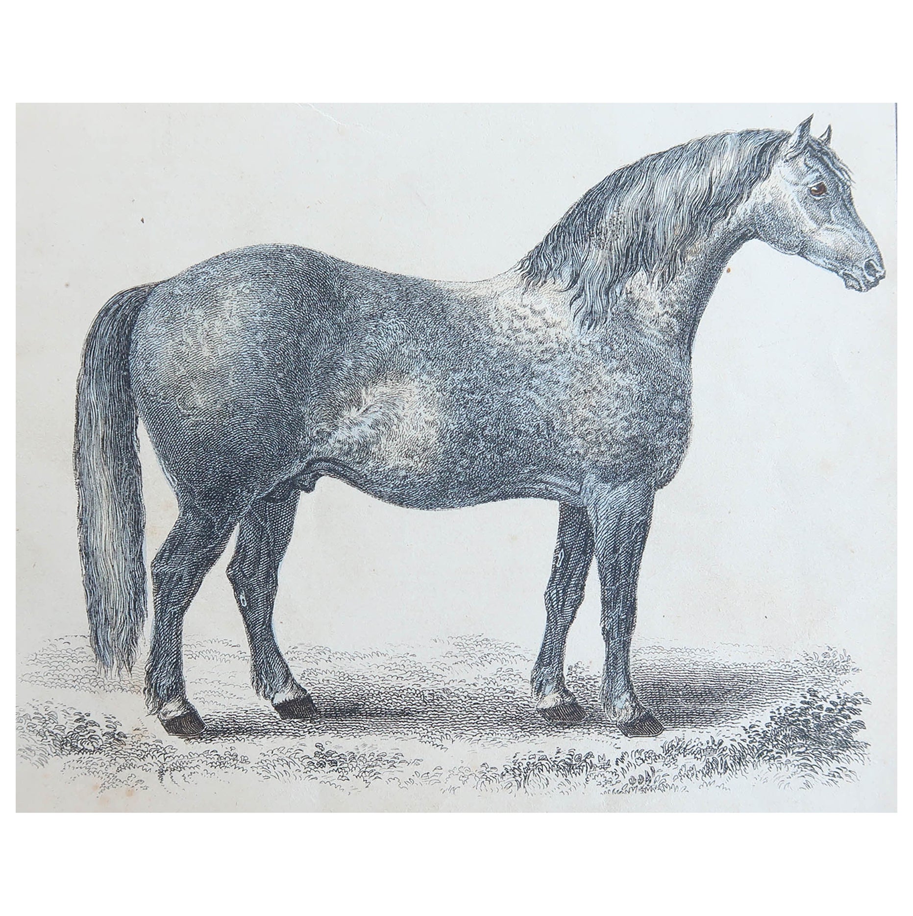 Stampa antica originale di un cavallo grigio, 1847, senza cornice