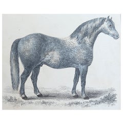 Impression ancienne originale d'un cheval gris, 1847, non encadrée